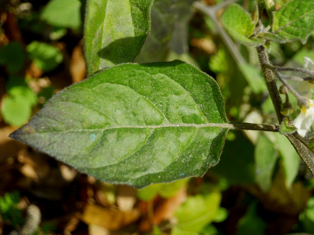 Solanum sp.  (Solanaceae)